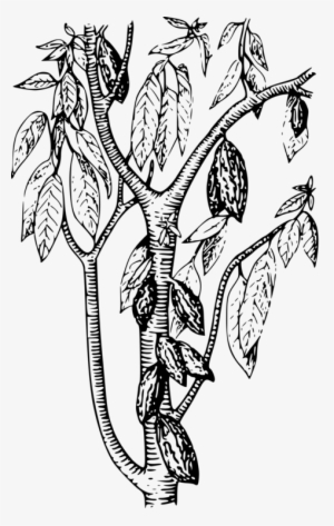 How To Set Use Cacao Clipart - Cacao Tree Coloring #3323124