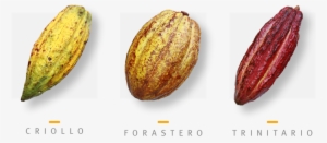Img Cfda Tipos De Cacao - Cacao Criollo Forastero Y Trinitario #3323147