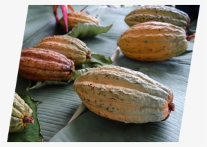 Where Does Chocolate Come From - Chocolate Pod #3323323