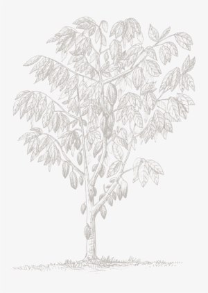 Gambel Oak #3323326