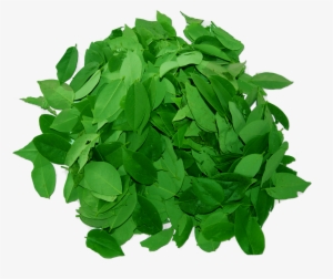 Madre De Cacao Soap Benefits #3323426