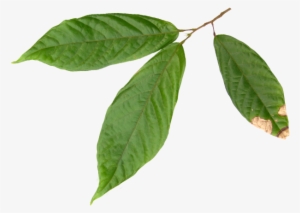 To Understand A Cocoa Product Flavor Profile Or A Cocoa - Hojas Del Arbol De Cacao #3323812