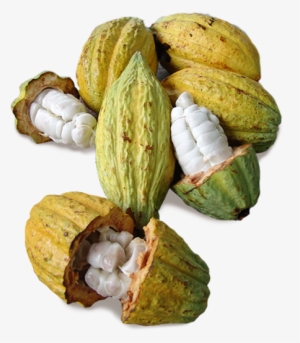Theobroma Cacao Pod #3323840