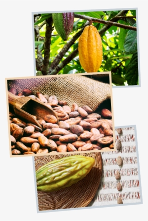 Our Core Ingredient For The Last 40 Years Has Been #3324176