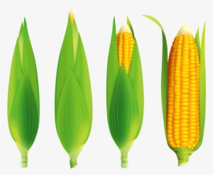 Play Foodvegetablesfree Vector - Maize #3324275