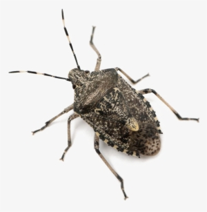 Stink Bug Png Download Image - Rhaphigaster Nebulosa #3324791