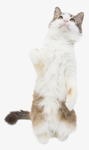 Cat Standing Cob Web - We Heart It #3325082