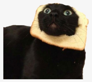 Transparent Cat Face Tumblr Similiar Tumblr Transparent - Cat Bread #3325155