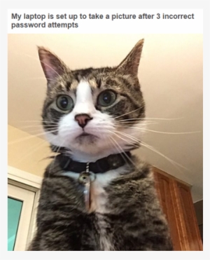Hilarious Tumblr Posts That All Cat Owners Know To - Cat Breaking Into Computer #3325279