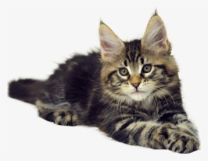 Transparent Cat Tumblr Download - Мейн Кун Черный Мрамор #3325389