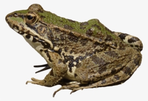 Free Png Frog Png Images Transparent - Лягушка Png #3326692