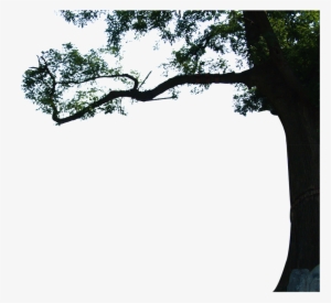 Beautiful High Definition Close Up Eucalyptus Png - 高层 立 面 #3326969