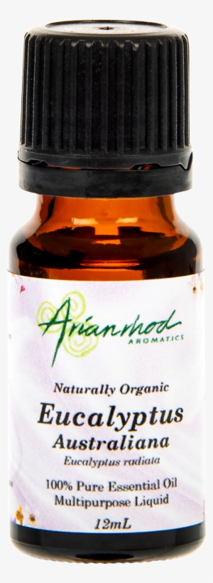 Eucalyptus - Fruit #3327232