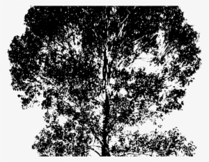 Eucalyptus Clipart Gum Tree - Gum Tree Silhouette #3327351 Eucalyptus Clipart Gum Tree - Gum Tree Silhouette #3327351