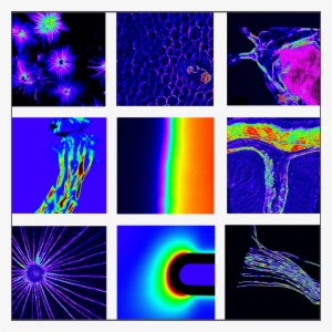 Exicor® Microimagertm - Hinds Instruments, Inc. #3327405
