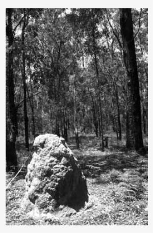 Eucalyptus Cameronii Eucalyptus Caliginosa Grassy Open - Grove #3327512