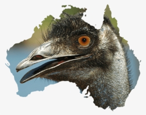 Copyright © 2018 Pete The Birdman Theme - Australia Map #3328206