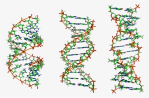 Now, An International Team Spearheaded By Researchers - Dna B Dna Z Dna #3329366