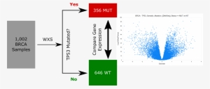 Brca Tp53 Comparison Schematic - Thumbnail #3329612
