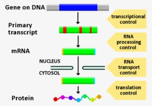 Gene Expression Control - Pathway For Gene Expression #3329667