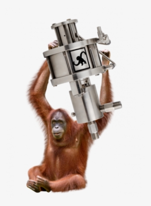 M50 Orangutan 439×600 - Orangutan On A White Background #3329692