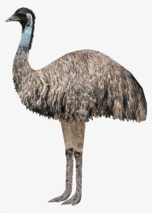 Emu Ludozoo - Emu Transparent Background #3329693