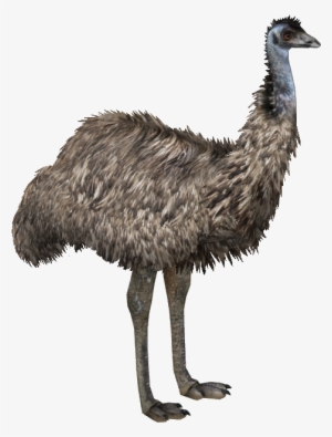 Emu - Zoo Tycoon 2 Emu #3329700