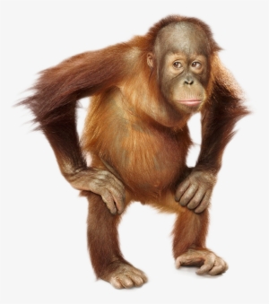 Orangutan Png #3329719