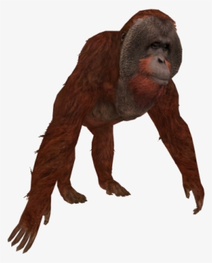 Orangutan - Orangutan Zt2 Download Library #3329748