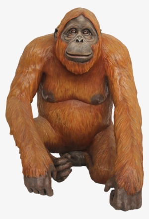 Orangutan Png #3329769