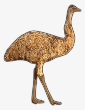 Click Here To See Emu Album - Emu #3329775