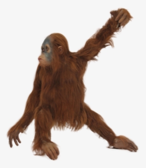 Orangutan Png - Orangutan With No Background #3329799