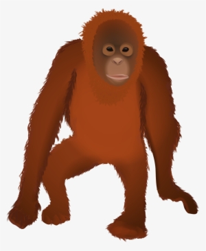Osmawani Orangutan - Orangután Png #3329822