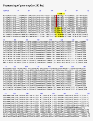 Nucleotide Sequence Of Omp2a Gene - Gene #3329899