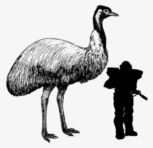 Superemu - Australian Animal Word Find #3329929