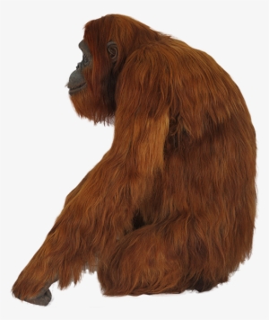 Orangutan Png - Orangután Png #3329973 Orangutan Png - Orangután Png #3329973