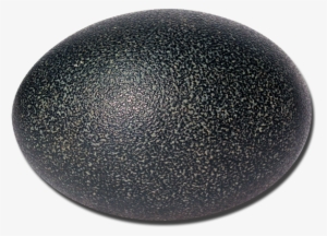 Authentic Emu Egg - Cosmetics #3330013