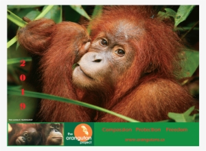 2019 Orangutan Calendar - Orangutan #3330128
