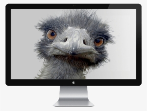 Emu Tv - Peek-a-boo Ostrich Postcards (package Of 8) #3330129