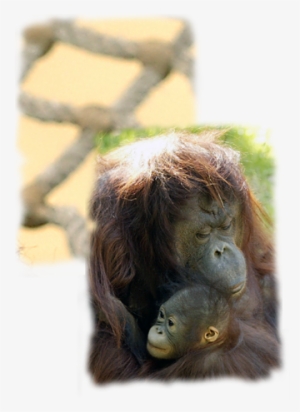 Orangutan #3330149