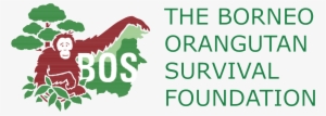 Borneo Orangutan Survival Foundation Presentation - Bos Orangutans #3330154