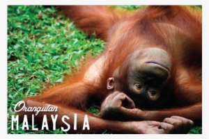 Orangutan, - Kuala Lumpur #3330186