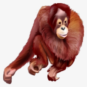 Orangutan - Juvenile - Orangutan #3330491