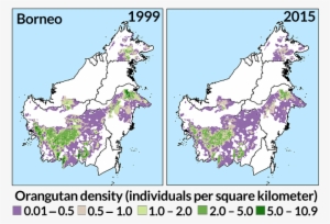Citations - Orangutan #3330811