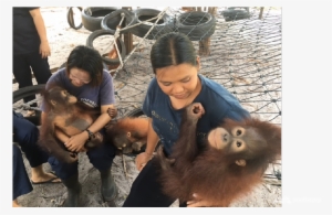 Indonesia's Orangutans Threatened By Expansion Of Palm - Orangutan #3331068