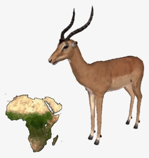 Impala - Religion Is A Coping Mechanism #3338135