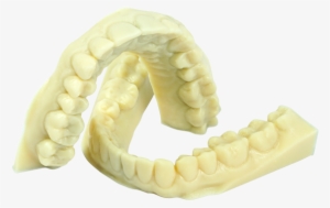 Daylight Precision High Tensile Teeth - 3d Printing #3338869 Daylight Precision High Tensile Teeth - 3d Printing #3338869