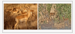 The Two Impala Social Groups Studied In Mukuvisi Woodlands - Öküz Başlı Antilop #3339137