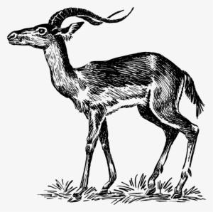 Chevrolet Impala Gazelle Antelope - Impala Black And White Vector #3339249