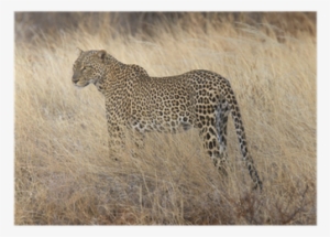Wild Leopard Standing In Yellow Grass Poster • Pixers® - Yellow #3344021 Wild Leopard Standing In Yellow Grass Poster • Pixers® - Yellow #3344021